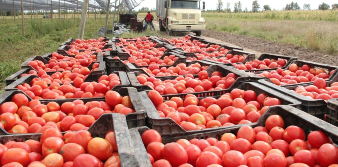 Tomates con virus rugoso