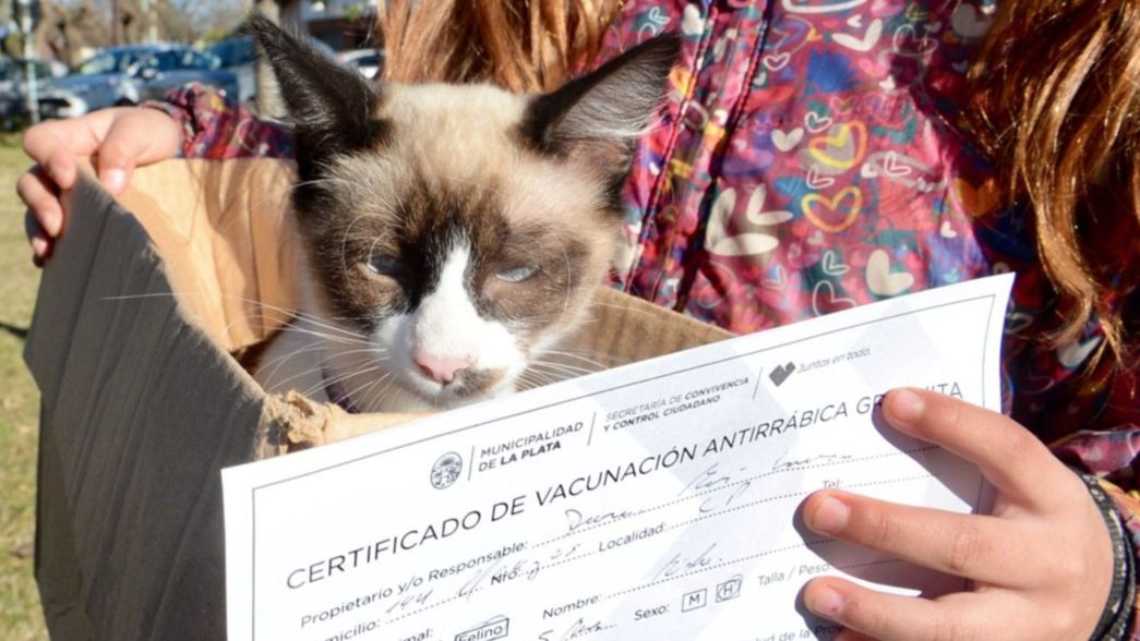 Preparan una jornada gratis de vacunación y atención veterinaria en San Carlos y City Bell