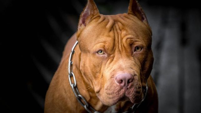 tres pitbull atacaron y mataron a una mujer en situacion de calle
