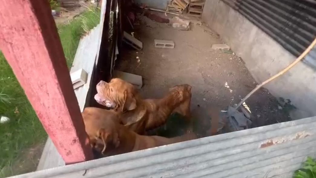 Desmantelan un criadero de perros dogo desnutridos y lastimados en Villa Elisa