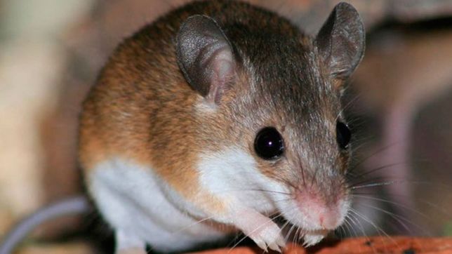 nuevo parte medico del paciente con hantavirus internado en el hospital san martin