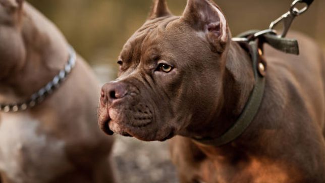 un joven quiso defender a su perro de un pitbull y termino perdiendo parte de un dedo