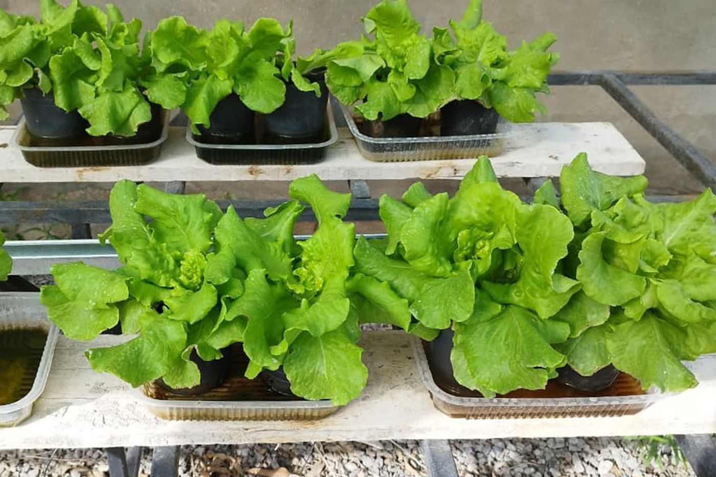 Investigadores encontraron una forma m&aacute;s econ&oacute;mica y sustentable para mejorar la producci&oacute;n