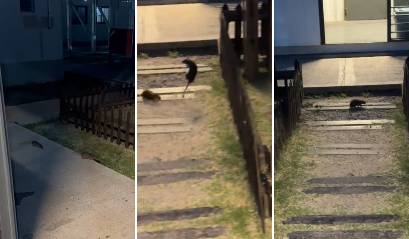 ratas alcaidia melchor romeor