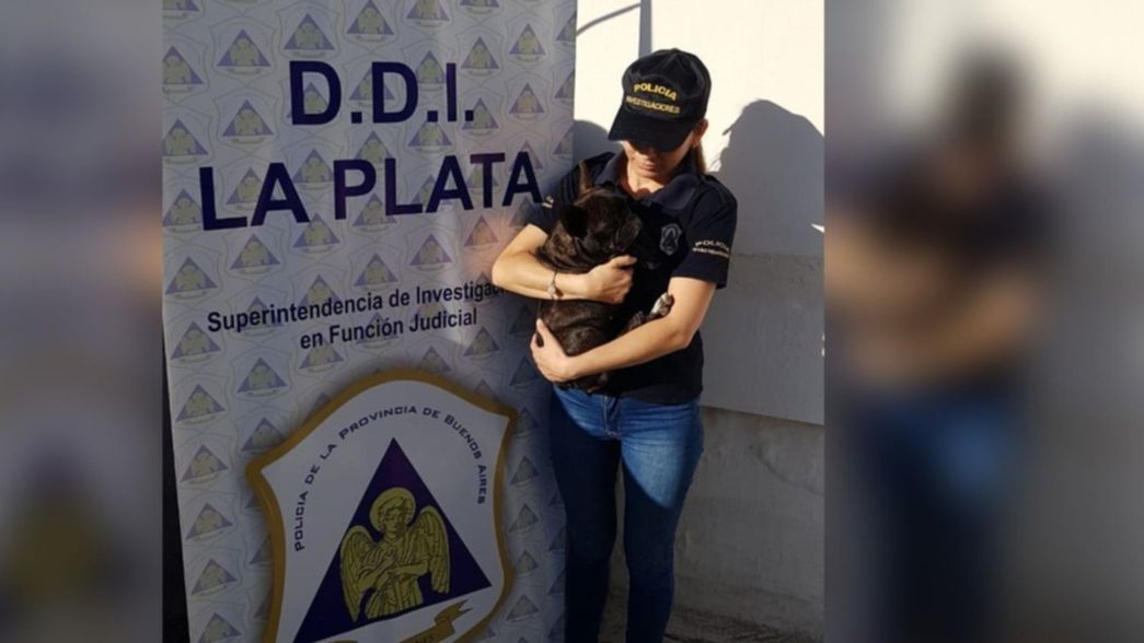 Le robaron la perra y quisieron extorsionarla con un rescate por 20 mil pesos