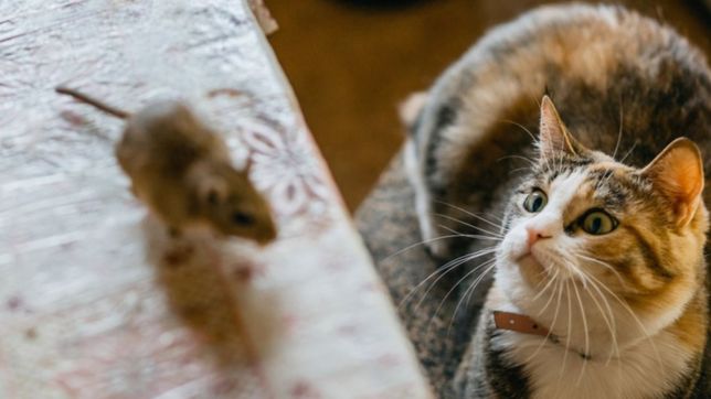 en la plata se buscan mas gatos por el hantavirus y estallo la polemica en las redes: dan asco