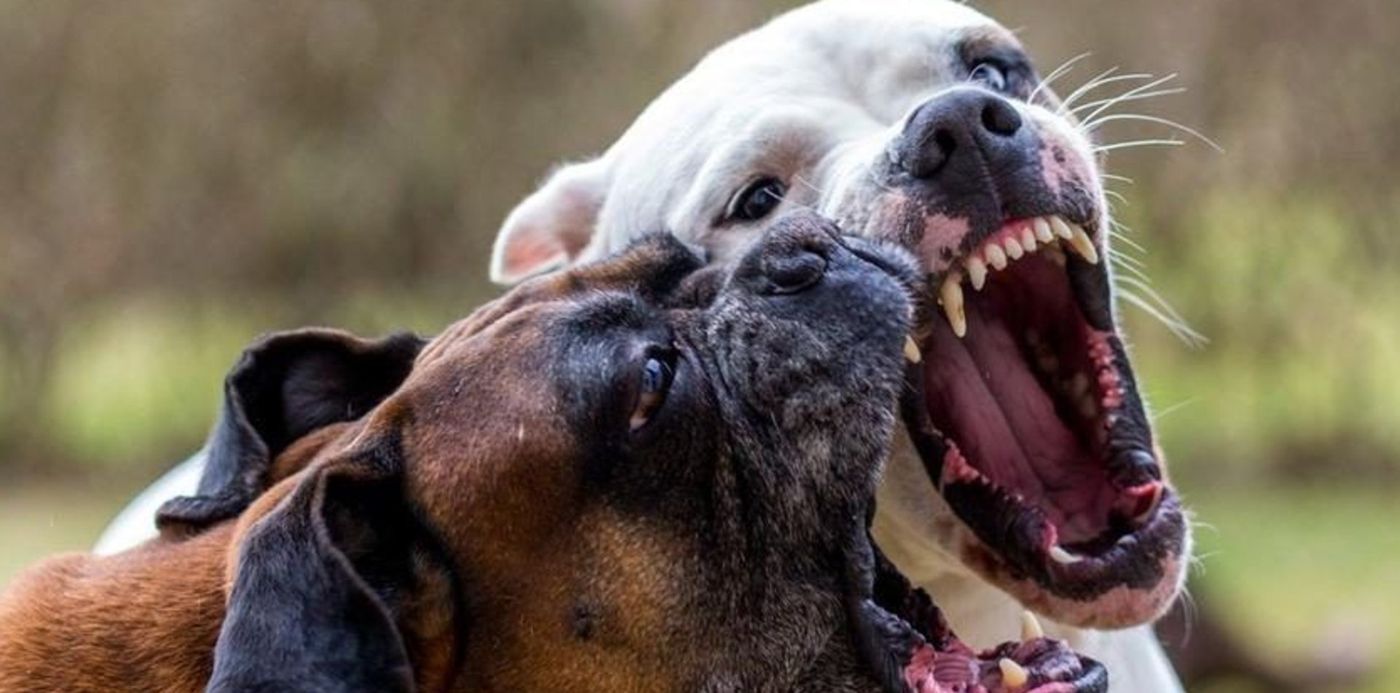 1609161113676.jpg?x=10&y=23&width=833&height=416&rotate=0&scaleX=1&scaleY=1&ow=847&oh=535&&cw=1920&ch=950