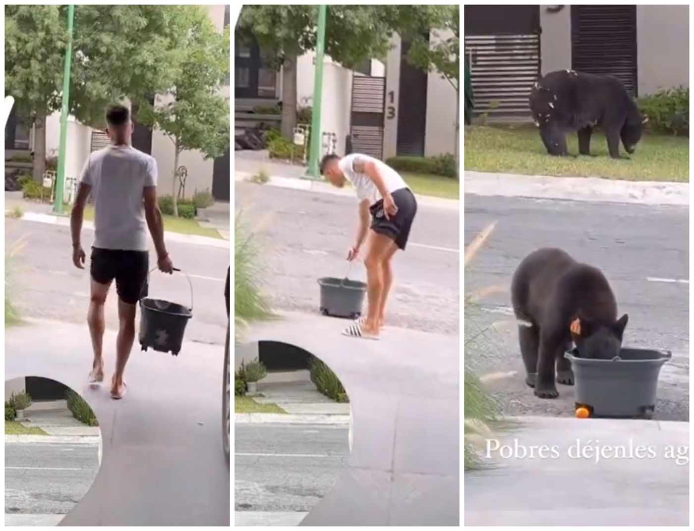 Maxi Meza México Osos.jpg