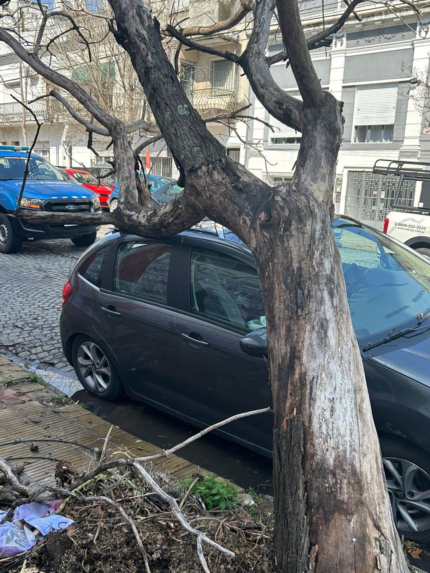 Un &aacute;rbol se desplom&oacute; sobre un auto en calle 4 entre 44 y 45, en pleno centro de La Plata