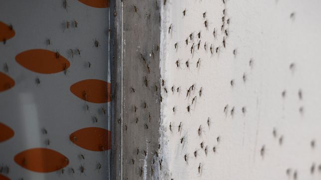 uno por uno, los tres barrios de la plata mas afectados por la invasion de mosquitos