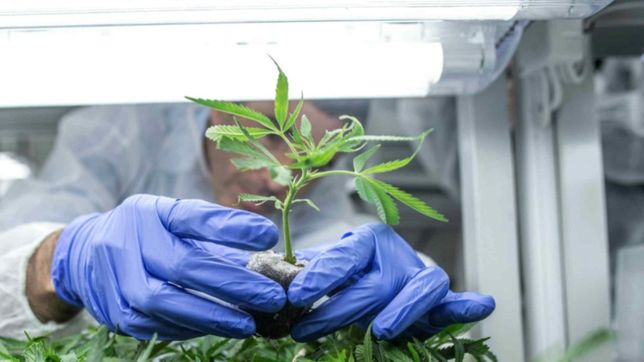 novedosa resolucion de casacion sobre la tenencia de cannabis para uso medicinal