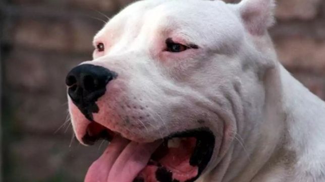 el relato del ataque mortal de un dogo a una nena: se la tuvieron que sacar de la boca