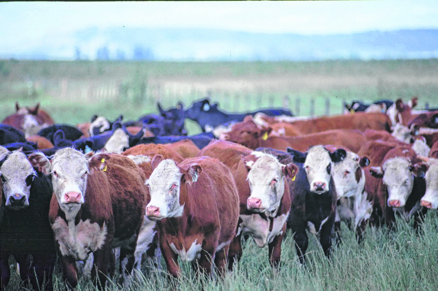 La oferta de carne argentina volverá a los niveles habituales 