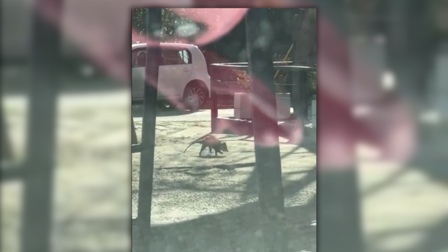 aparecio una comadreja en las inmediaciones de la repu y sorprendio a todos