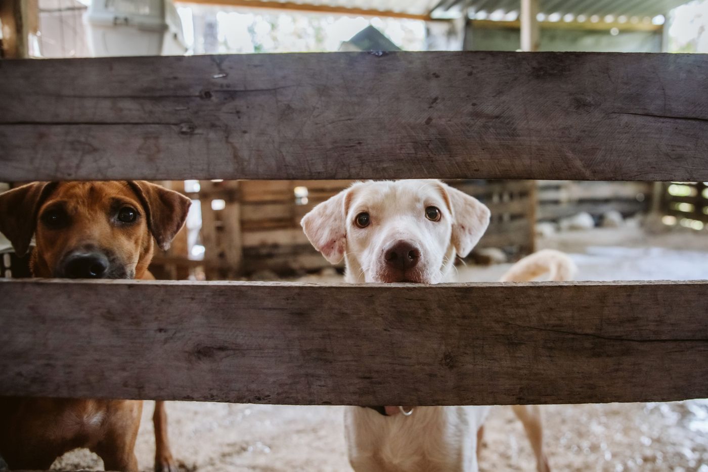 Refugio de mascotas1