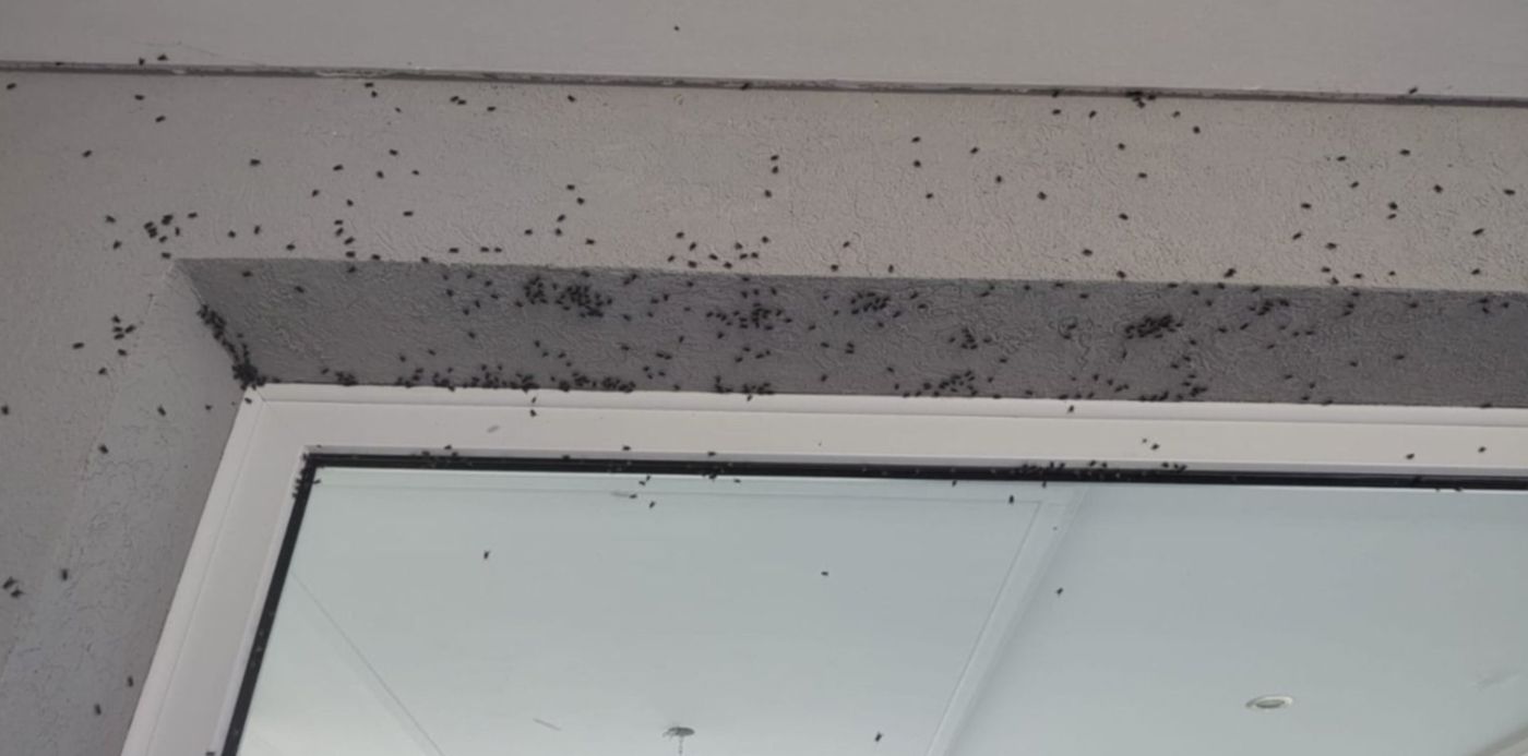 1684446622826.jpeg?x=3&y=3&width=1491&height=745&rotate=0&scaleX=1&scaleY=1&ow=1500&oh=843&&cw=1920&ch=950