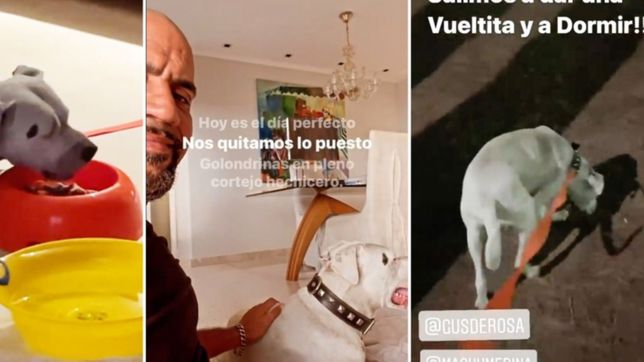 veron adopto a un dogo que era maltratado, lo mostro en las redes y le busca nombre