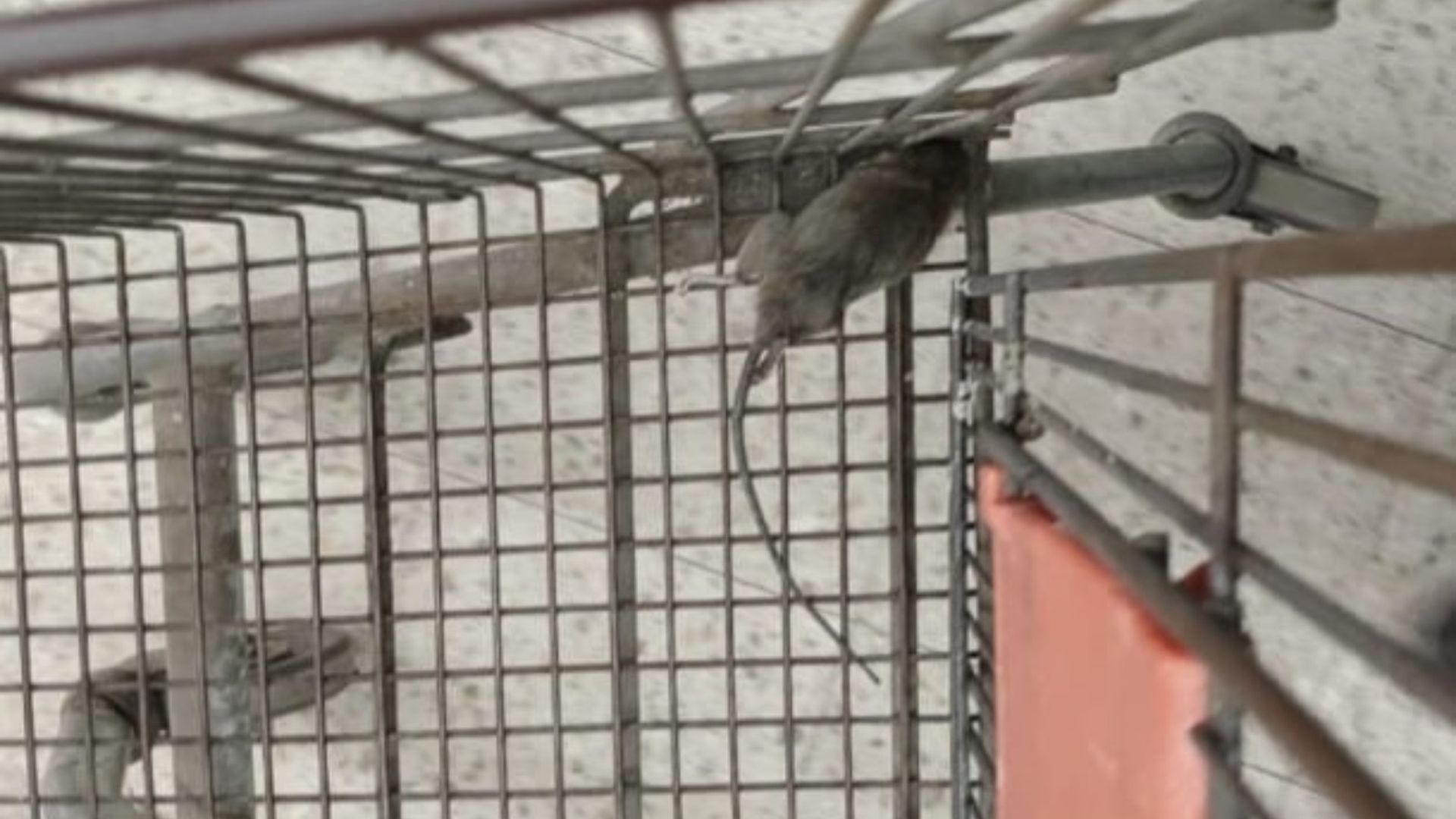 Ratas, gusanos y productos vencidos: así estaba el supermercado clausurado por el Municipio