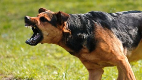 Tres perros atacaron a un joven en San Carlos y los vecinos reclaman medidas