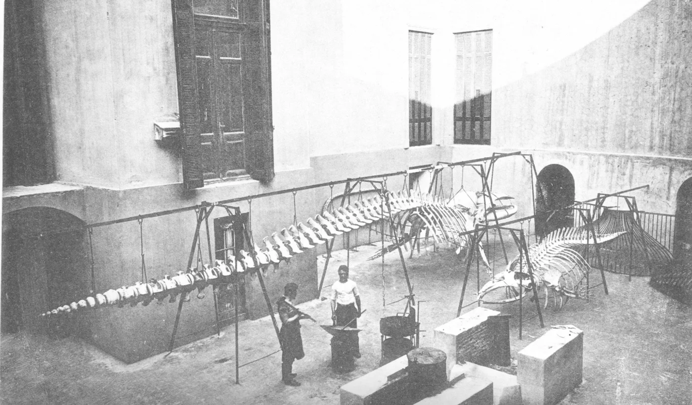 Taller de herrería y de montaje del Museo de La Plata. Los preparadores trabajan con un esqueleto de ballena. 1890.