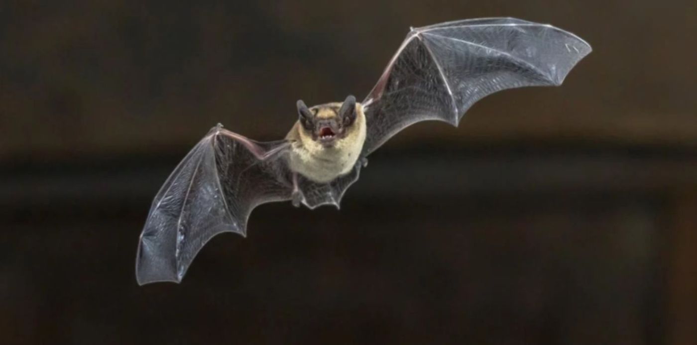 1584642164812.jpg?width=1330&ow=1366&x=19&y=50&scaleX=1&scaleY=1&oh=765&height=665&rotate=0&&cw=1920&ch=950