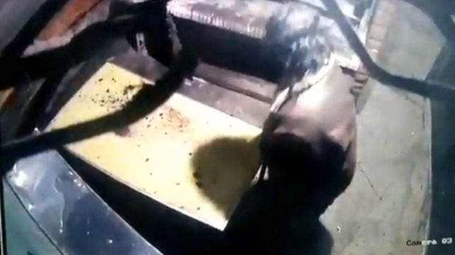 video: se metieron en una parrilla de la plata, la saquearon y quedaron filmados