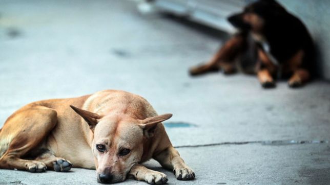 un intendente propone sacrificar a todos los perros que no sean adoptados tras seis meses