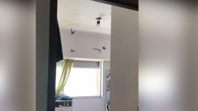 esto es un poco mucho: asi se vivio la invasion de murcielagos en una casa de la plata