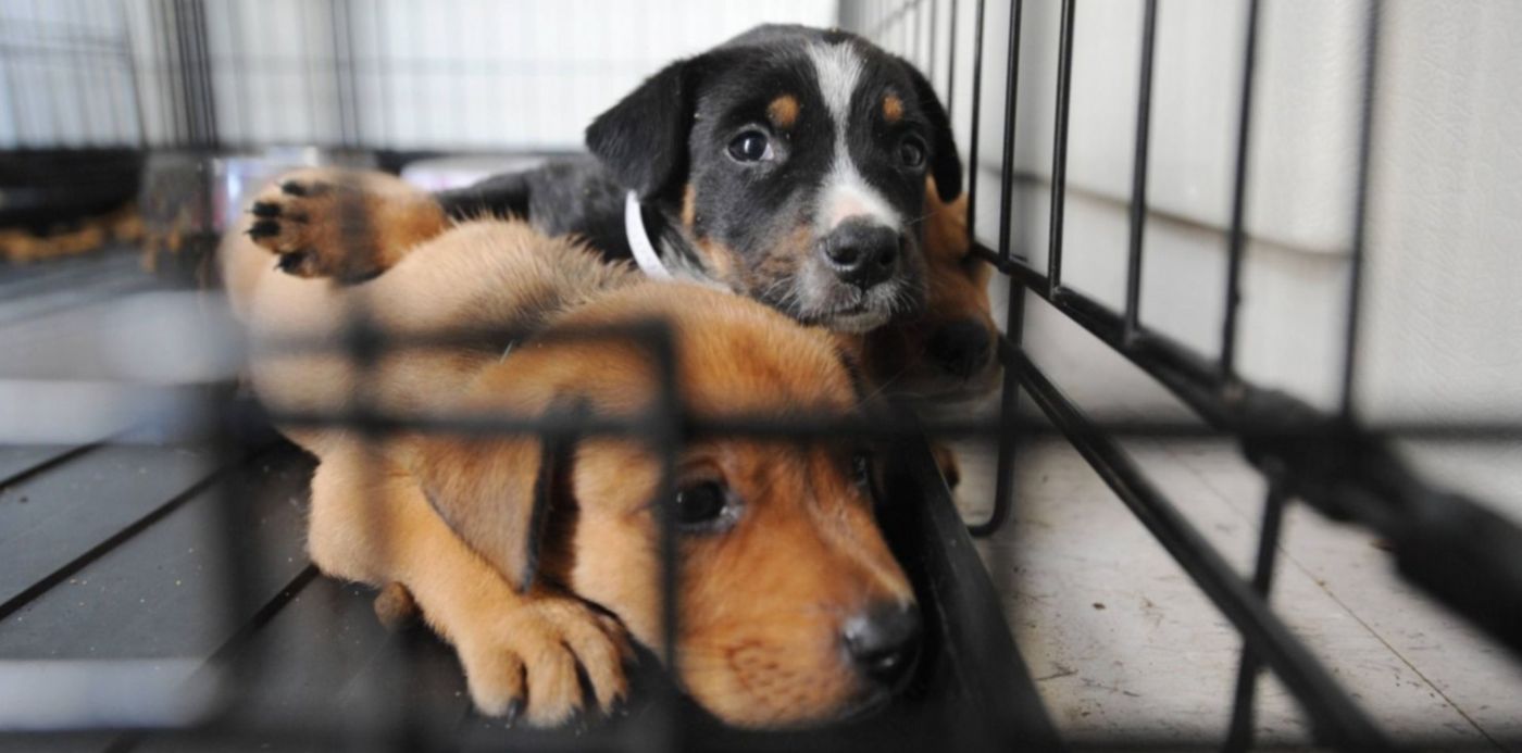 1583796386801.jpg?x=7&y=139&width=1486&height=743&rotate=0&scaleX=1&scaleY=1&ow=1500&oh=998&&cw=1920&ch=950