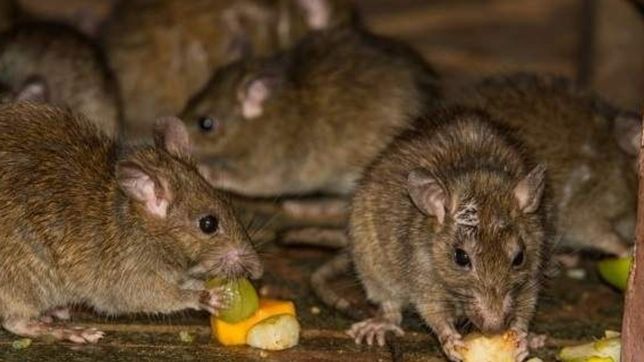concejales en alerta por el hantavirus: piden reunirse con autoridades del municipio