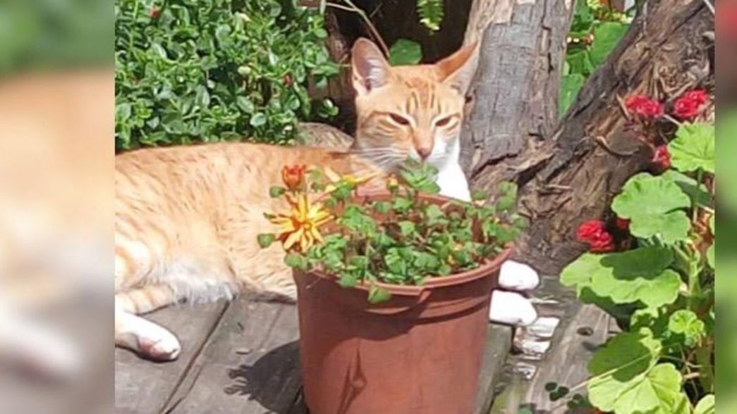 Perdieron un gato y ofrecen 2 mil pesos de recompensa para quien lo encuentre