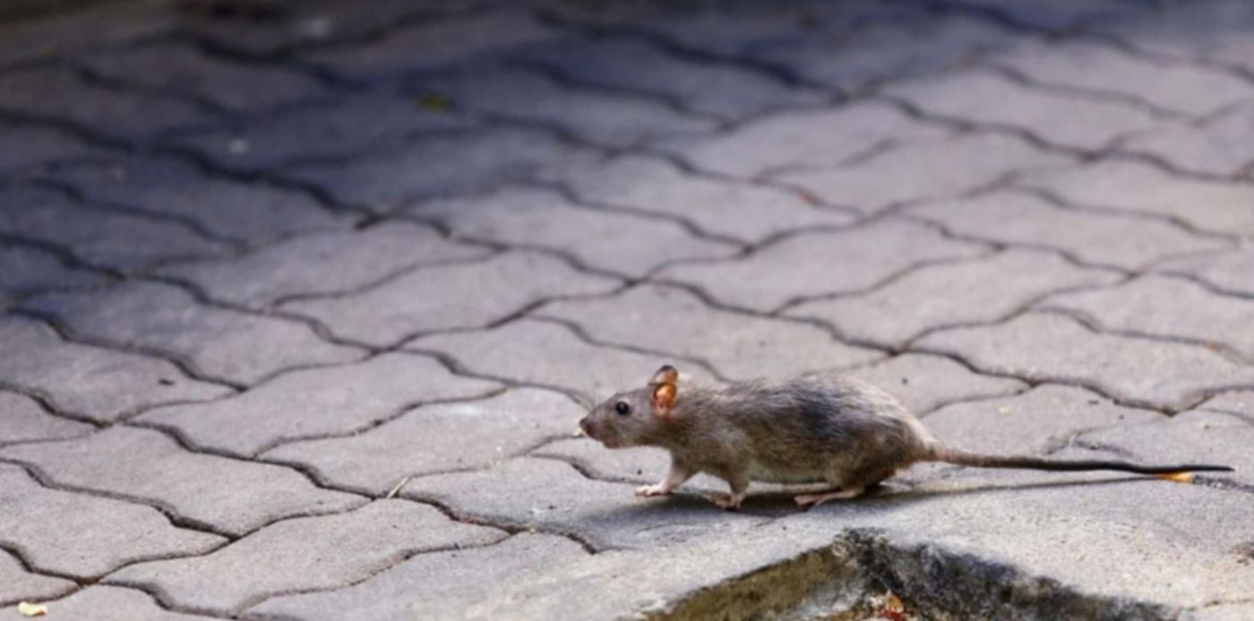 1683817489622.jpg?x=64&y=10&width=1412&height=706&rotate=0&scaleX=1&scaleY=1&ow=1500&oh=742&&cw=1920&ch=950