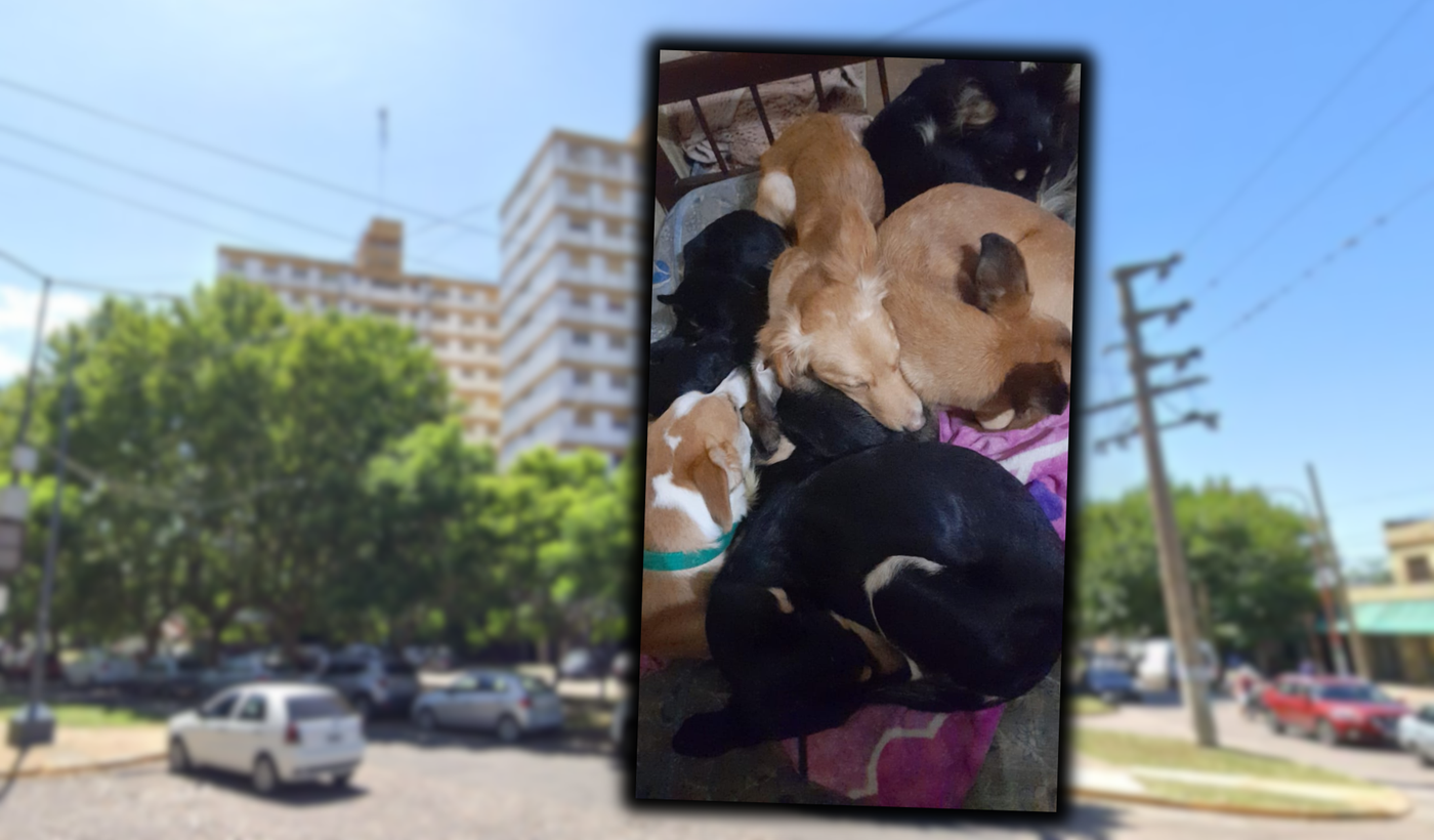 Copia de Copia de Tapa horizontal.png