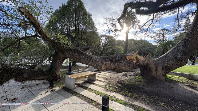 una enorme rama se quebro en plaza san martin y por poco no provoco una tragedia