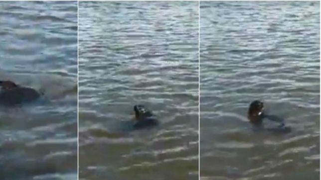 sorpresa y misterio en la region por la aparicion de lobos marinos en berisso