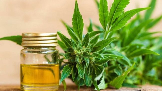 presentaron un proyecto de ley que busca regular el cultivo de cannabis para uso medicinal