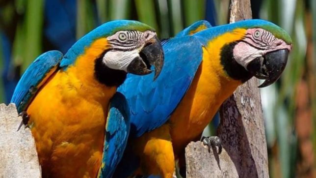 nacieron dos guacamayos que van a vivir en el bioparque de la plata