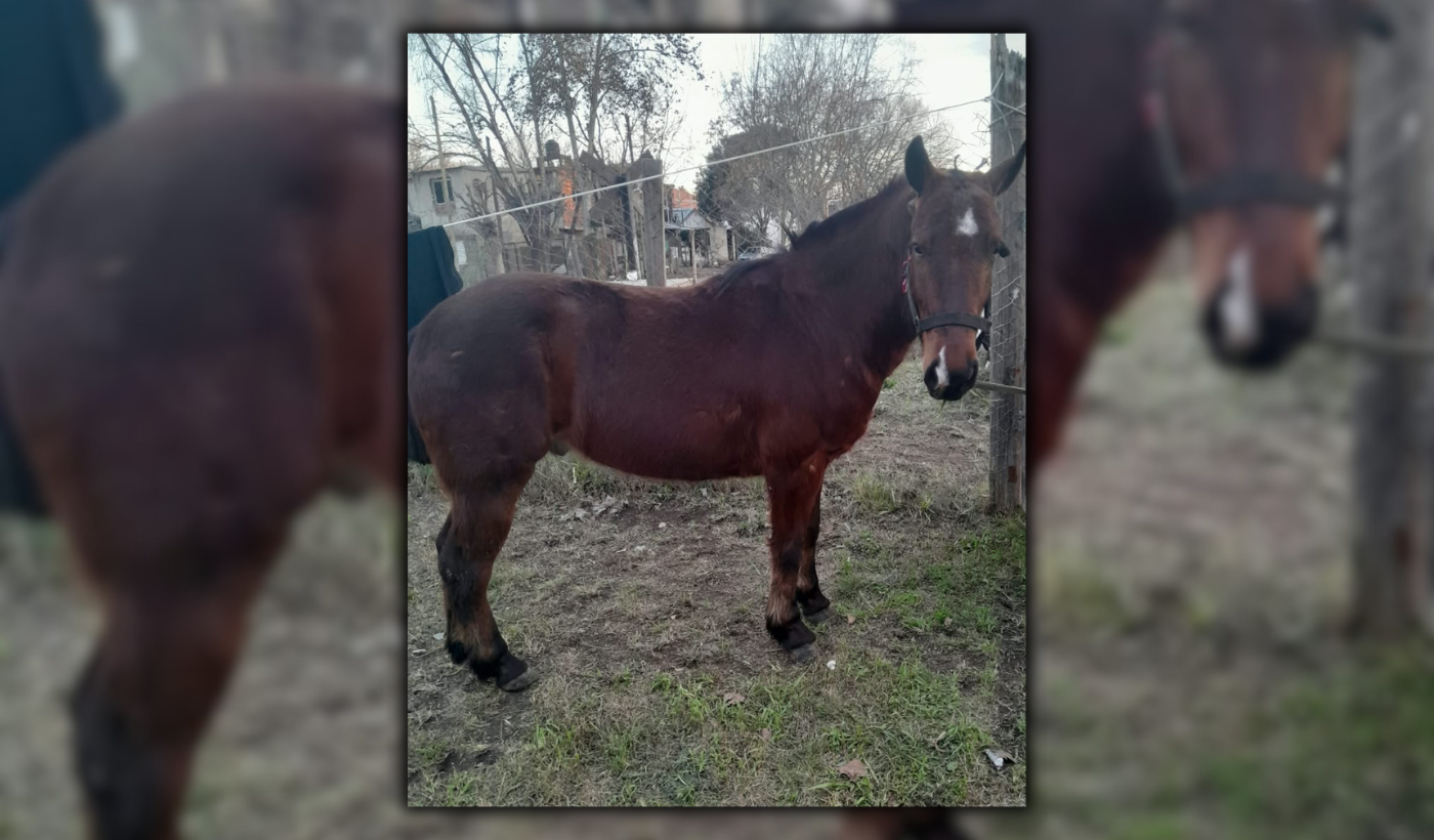 caballo robado