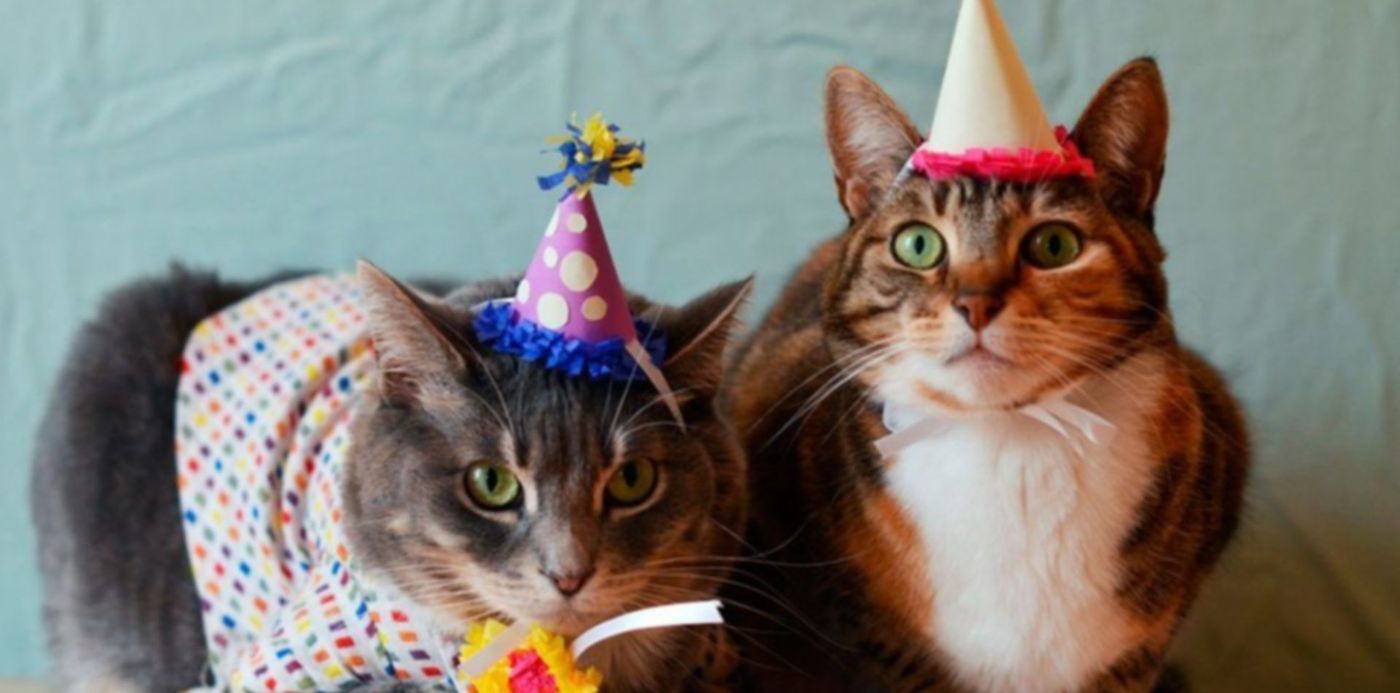 1550689823386.jpg?x=5&scaleY=1&scaleX=1&ow=1024&oh=680&y=74&width=1016&height=508&rotate=0&&cw=1920&ch=950