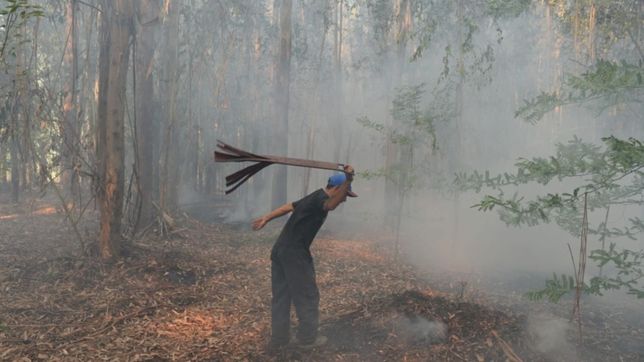un incendio intencional en el parque pereyra iraola arraso con una hectarea y dano un historico eucalipto