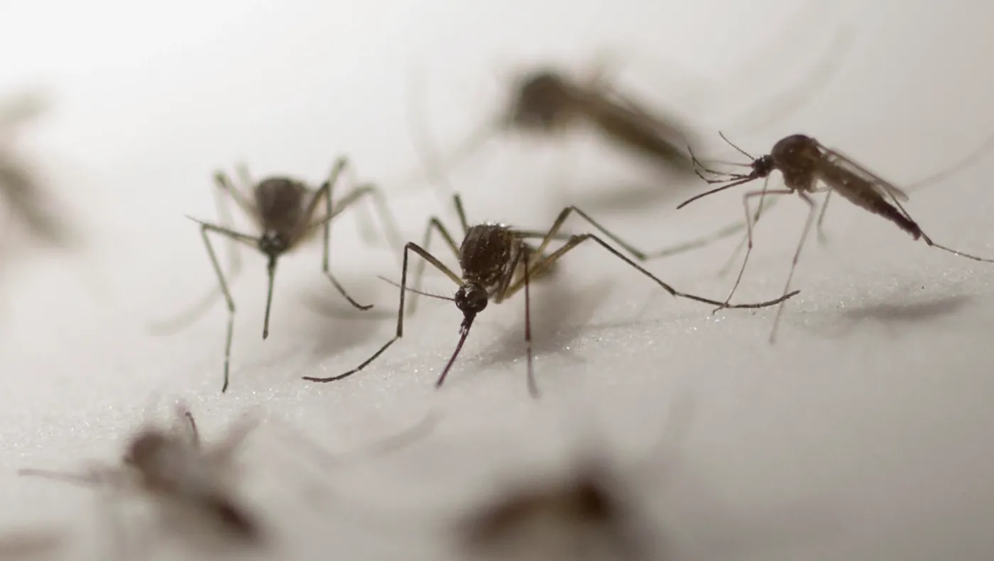 De dónde vienen los mosquitos que atormentan en La Plata y la región?