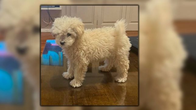 desesperada busqueda de una caniche que fue pelada y escapo de una veterinaria de la plata