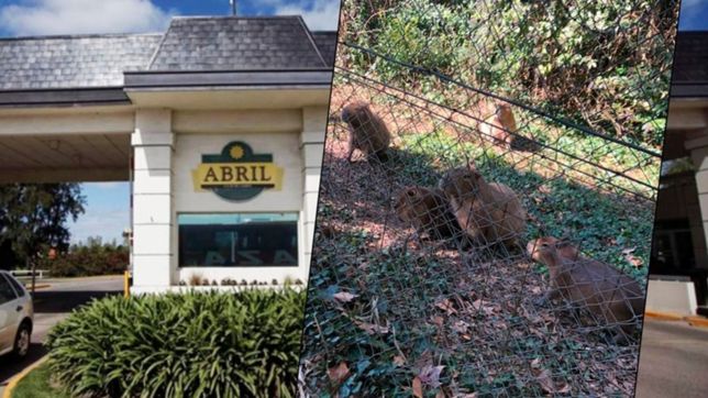 en el country abril expulsaron animales de su habitat porque molestaban a los vecinos