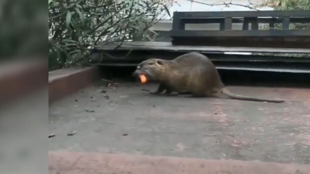 VIDEO: Un enorme y extraño roedor apareció en la terraza de una casa
