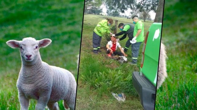 dos hermanos policias robaron un cordero en la plata y los duenos les dieron una paliza
