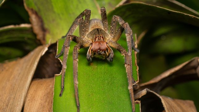 ¿como distinguir las aranas del banano, la peligrosa especie que encienden alarmas en la plata?
