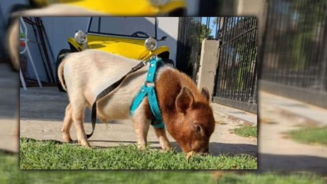 le robaron el chanchito que tenia como mascota y ofrece recompensa para recuperarlo