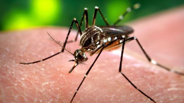 confirman dos nuevos casos y ya son cuatro los pacientes con dengue autoctono en la plata