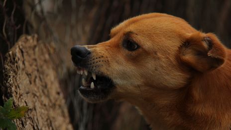 Condenan a una veterinaria de La Plata a pagarle $8 millones a una empleada doméstica atacada por su perro Condenan a una veterinaria de La Plata a pagarle $8 millones a una empleada doméstica atacada por su perro