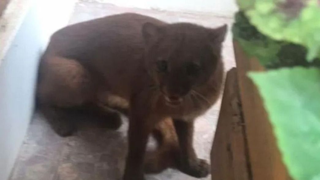 VIDEO: Apareció un puma en peligro de extinción en el patio de una casa